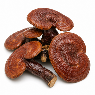Reishi Mushroom