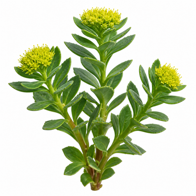 Rhodiola